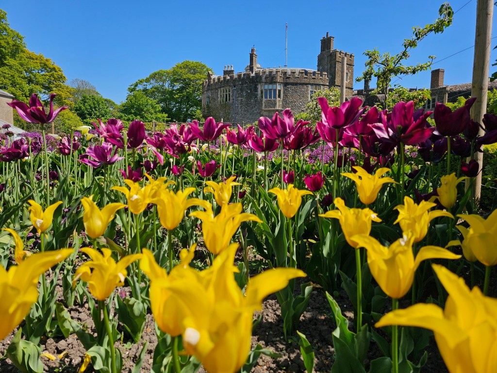 Tulips in the garden of Walmer Castle. The Castle can be seen in the background.
