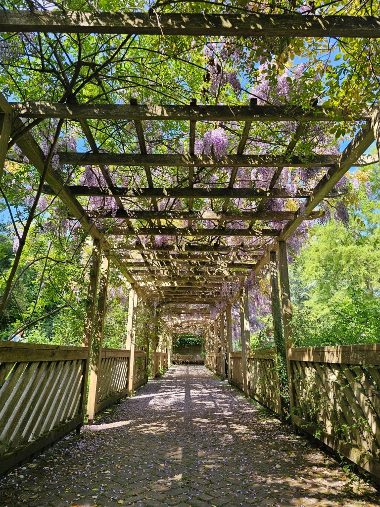 A passage with lots of flowering wisteria trees