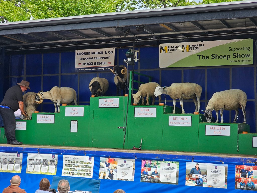 Seven sheep standing on a tiered podium.