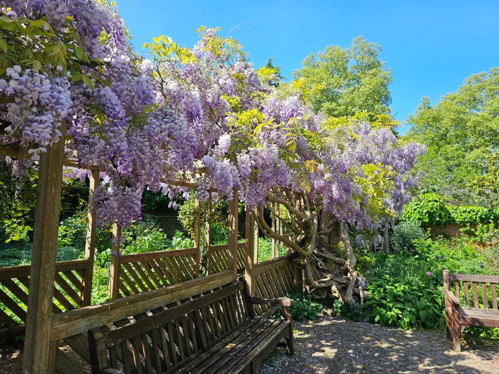 Wisteria plant in the English Garden in Battersea Park, London.