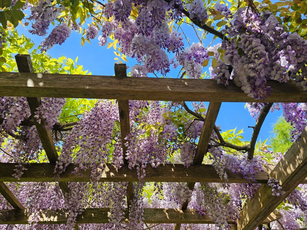 Wisteria plant in the English Garden in Battersea Park, London.