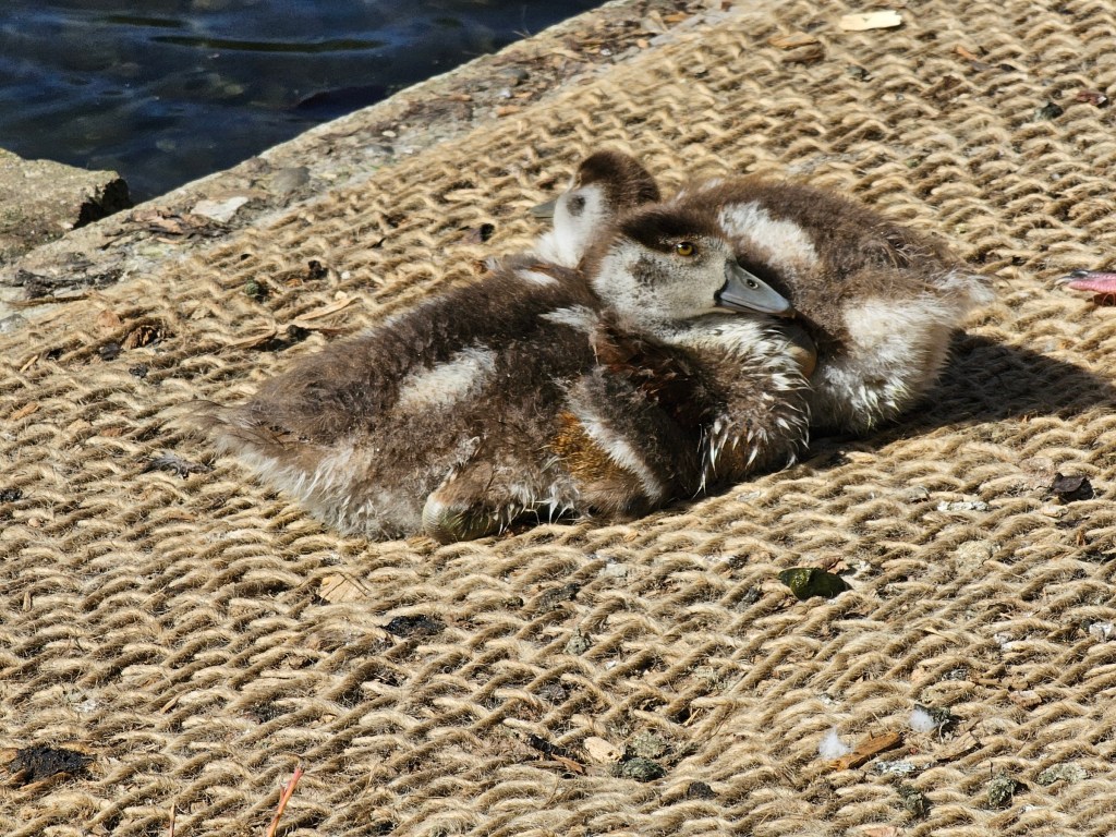 Two brown and white ducklings in Greenwich Park.