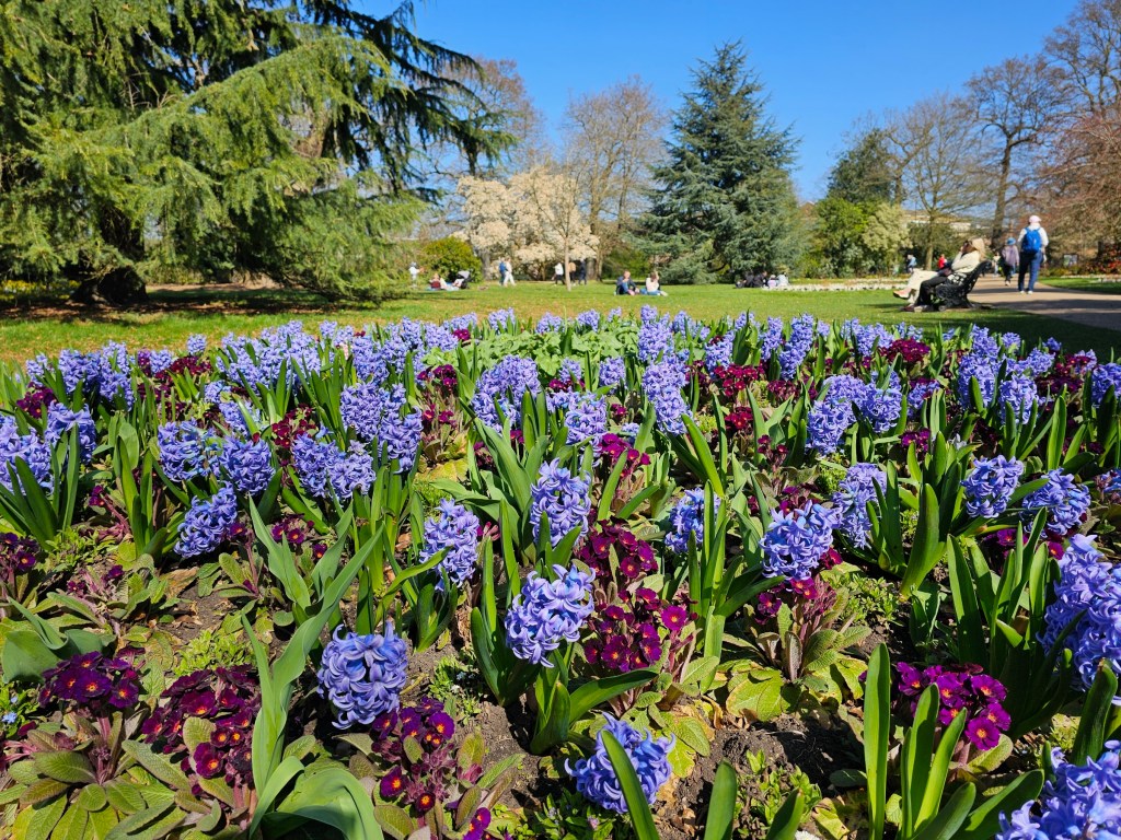 Colourful flowers in the flower garden in Greenwich Park, London.