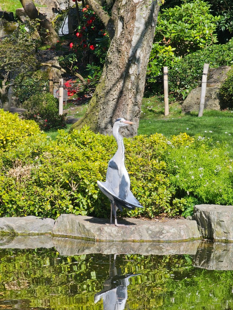 A heron striking an odd pose in Holland Park, London.