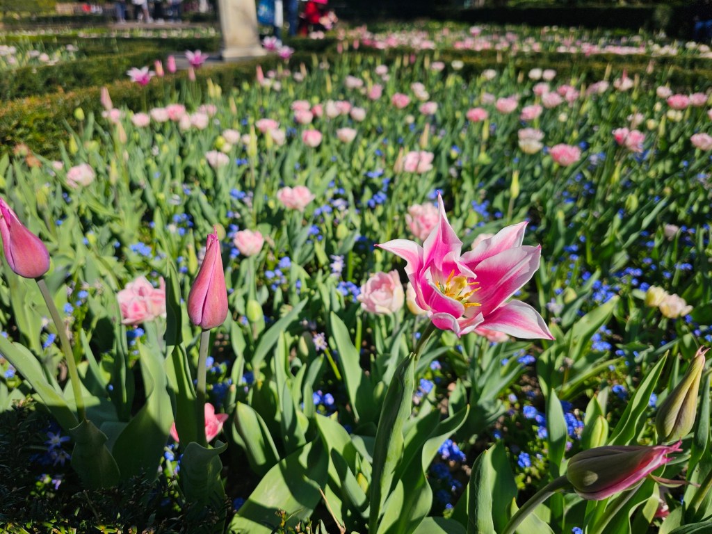 Tulips in a flower bed in Holland Park, London.