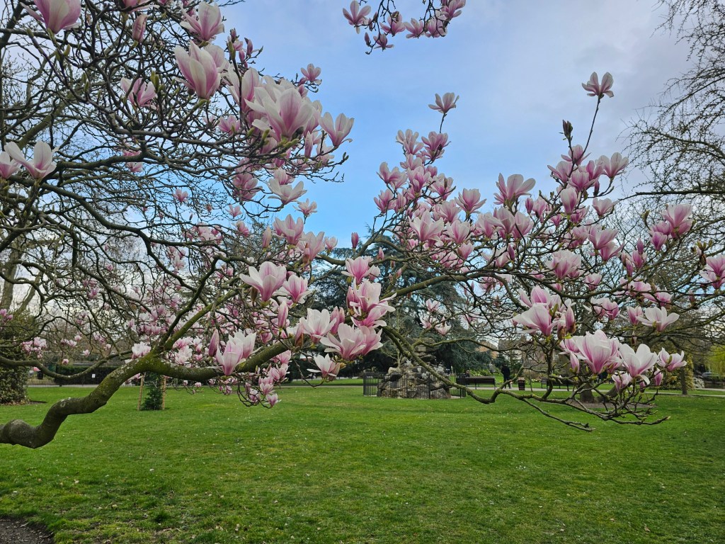 Magnolia tree in bloom in West Ham Park, London.