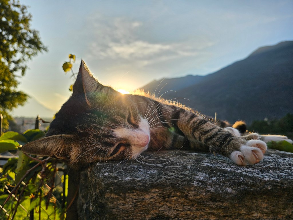 A cat sleeping on a rock outdoors in golden hour. Mountains can be seen in the background.