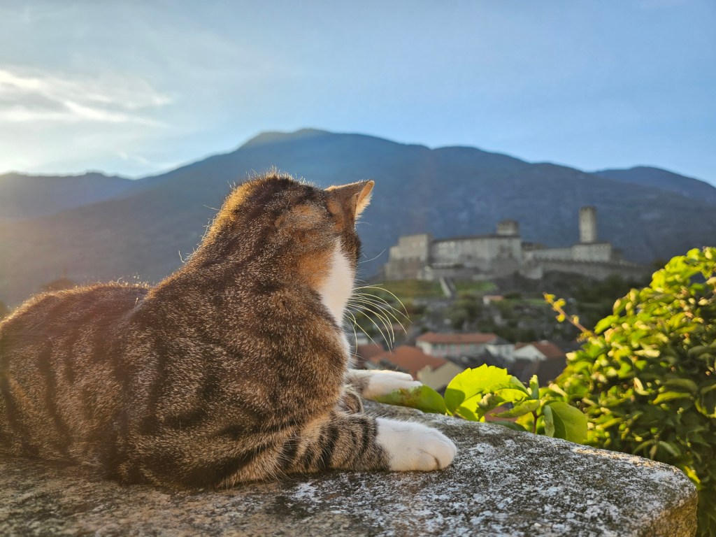 A cat sitting on a rock outdoors in golden hour. Mountains can be seen in the background.