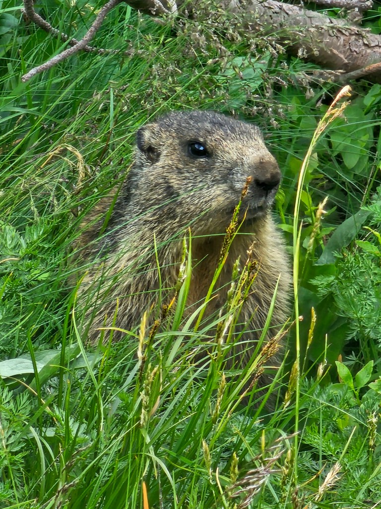 A marmot sitting in tall grass