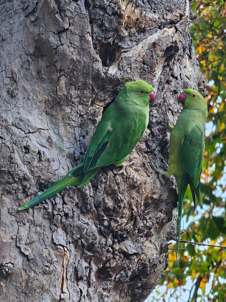 Two green parakeets sitting on a trunk of a tree