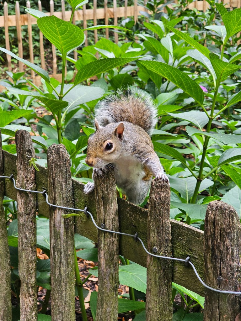 A grey squirrel sitting on a wooden fence, with bushes in the background