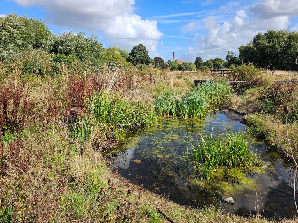 A small pond in Walthamstow Wetlands, London