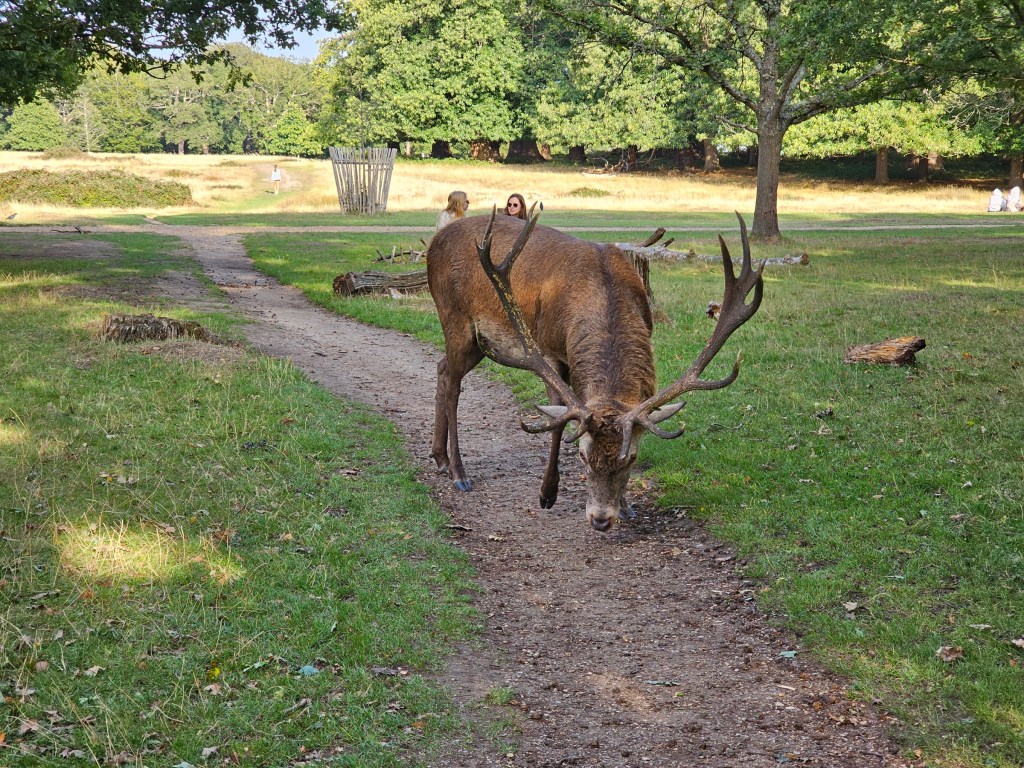 A large deer with stunning antlers in Richmond Park