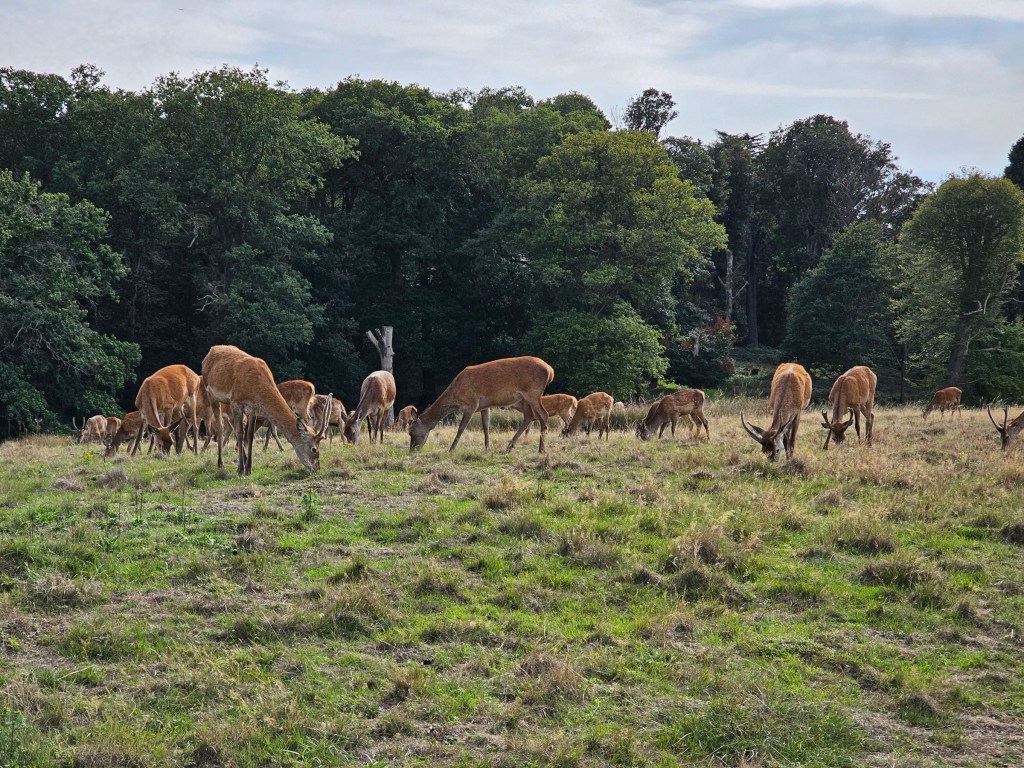 Over a dozen deer grazing in Richmond Park