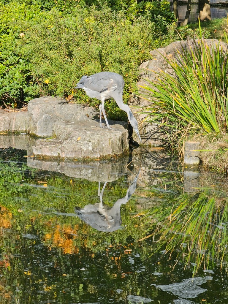 A heron standing on a rock, looking for fish in a pond, in Holland Park, London