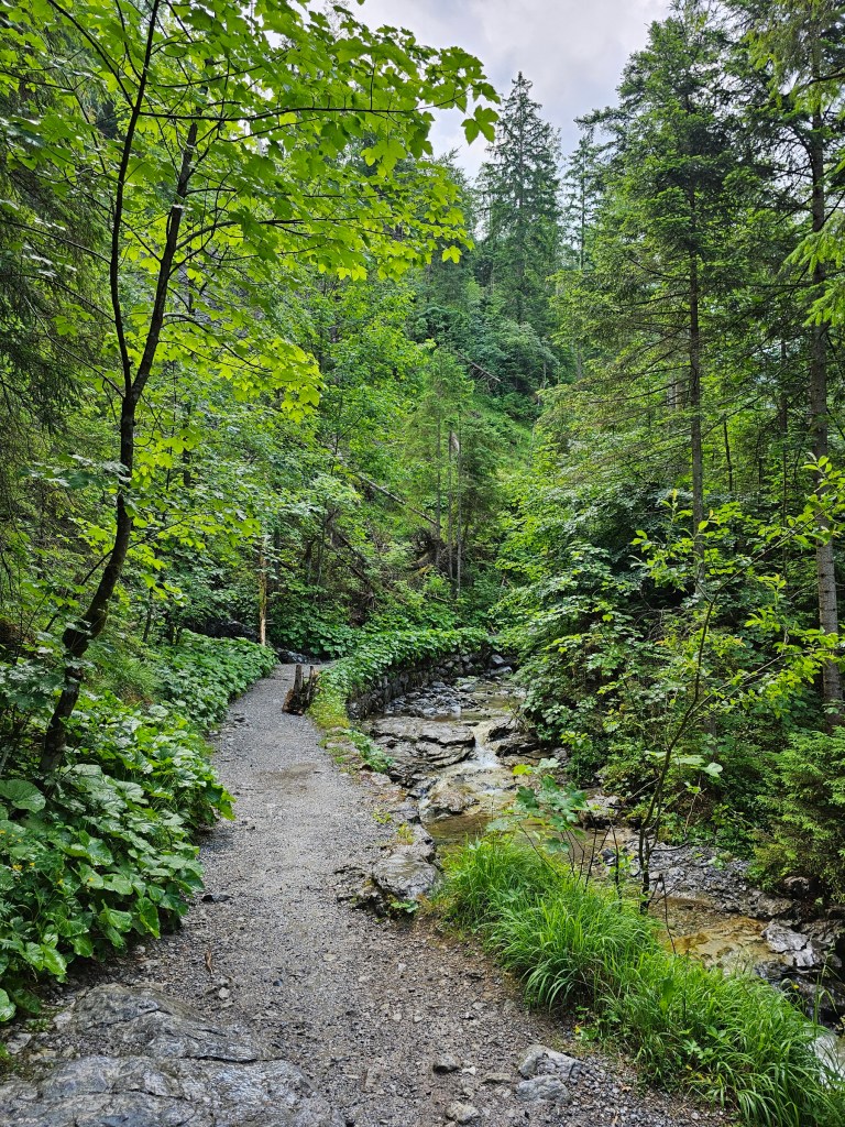A forest path with a river running alongside