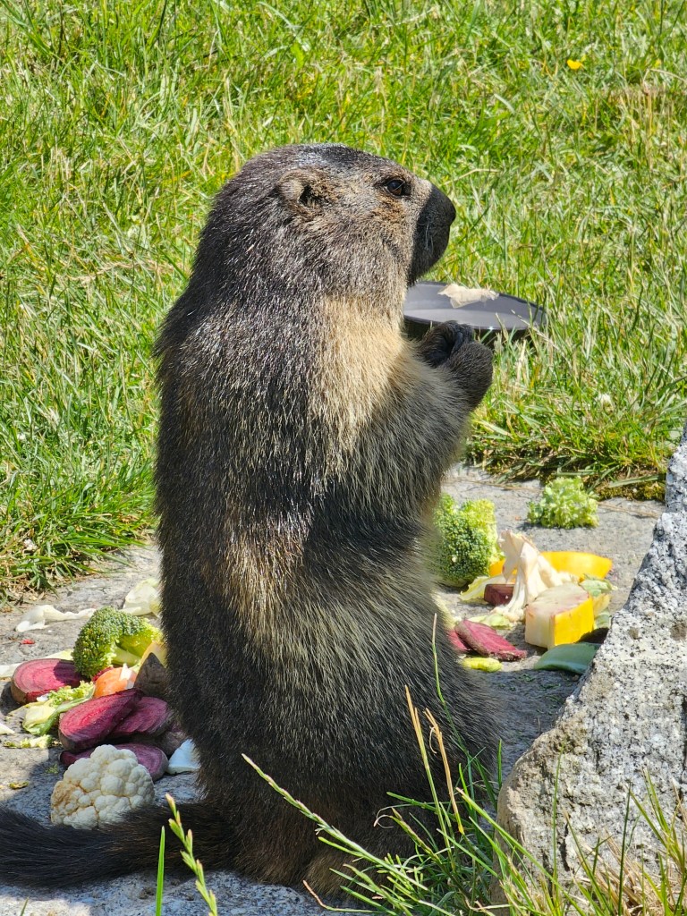 A marmot eating colourful vegetables