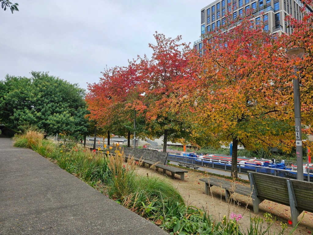 A few red-orange trees pictured along River Lea in London in the autumn
