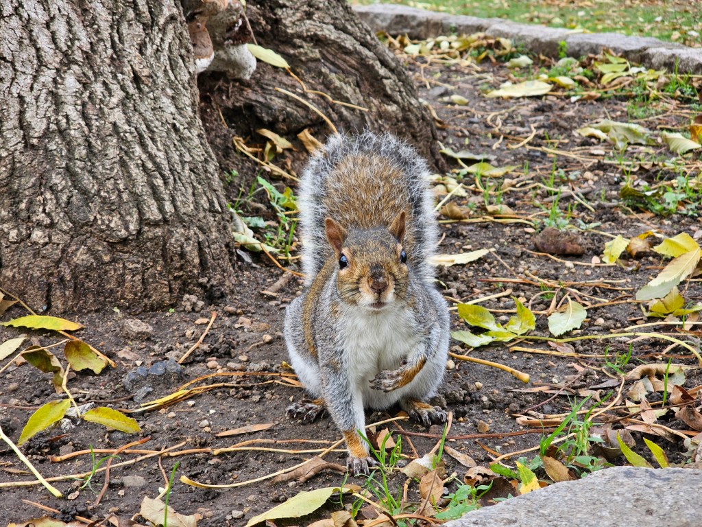 A grey squirrel sitting on the ground next to a tree, staring straight into a camera