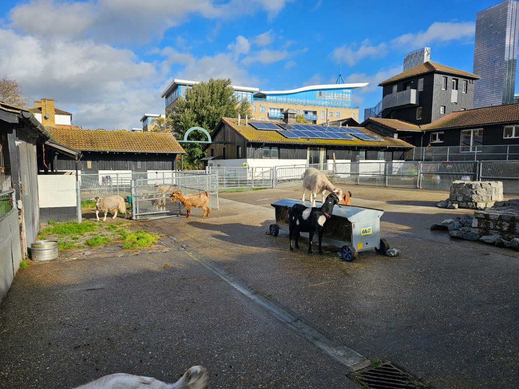 Colourful goats in their enclosure in Surrey Docks farm in London