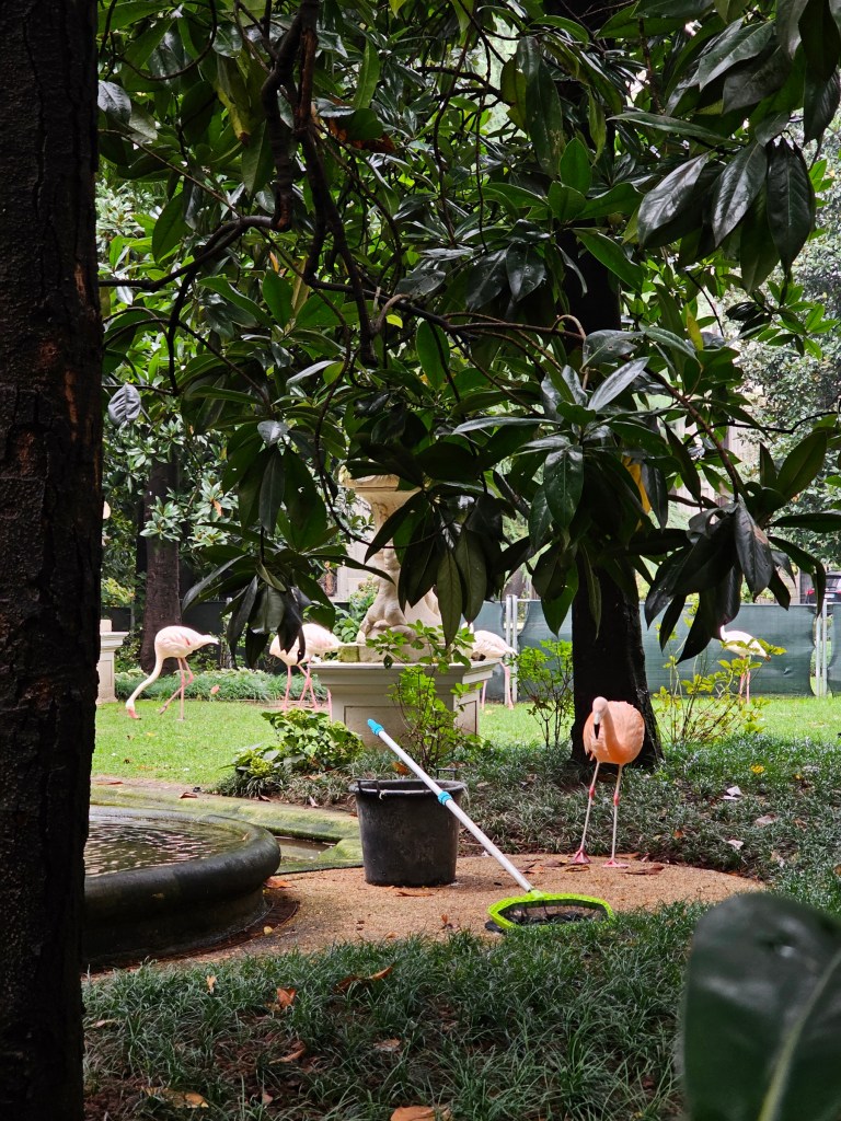 Flamingos strolling around around a private garden in Milan