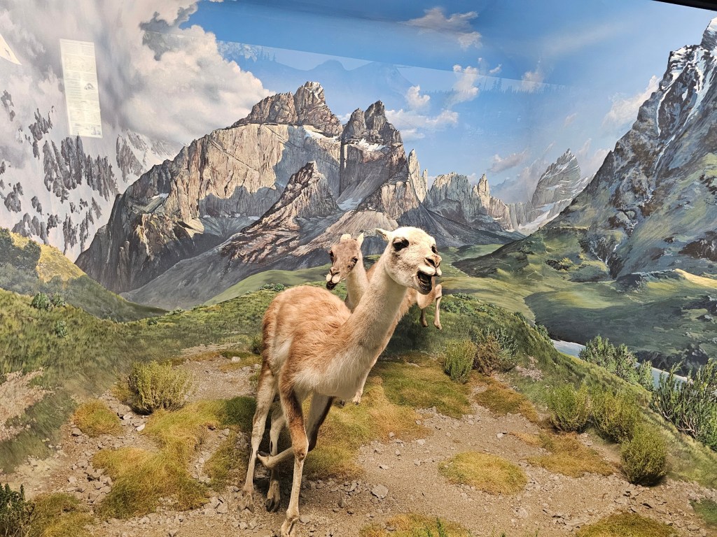 A diorama in Natural History Museum in Milan