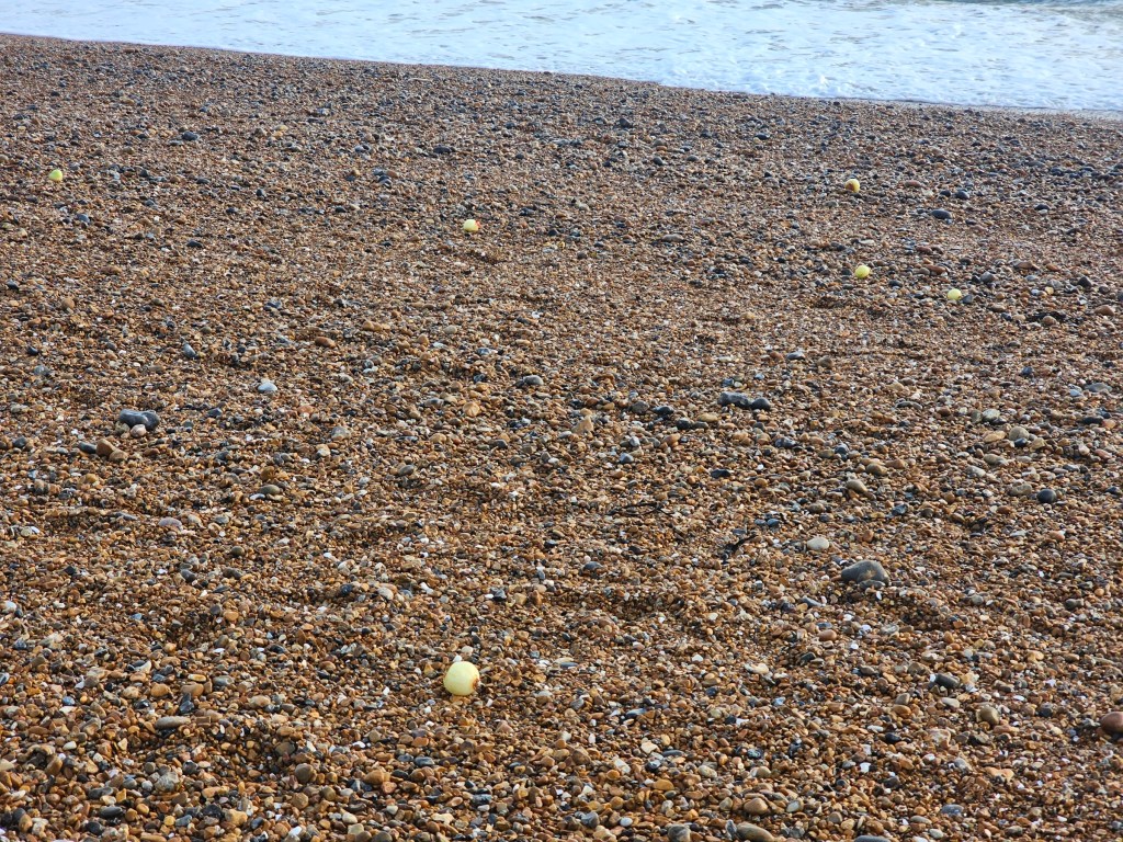 A handful of onions thrown out of the sea in Brighton, England
