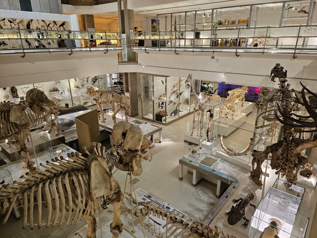 Museum of Zoology in Cambridge, England. Two floors include skeleton models of animals.