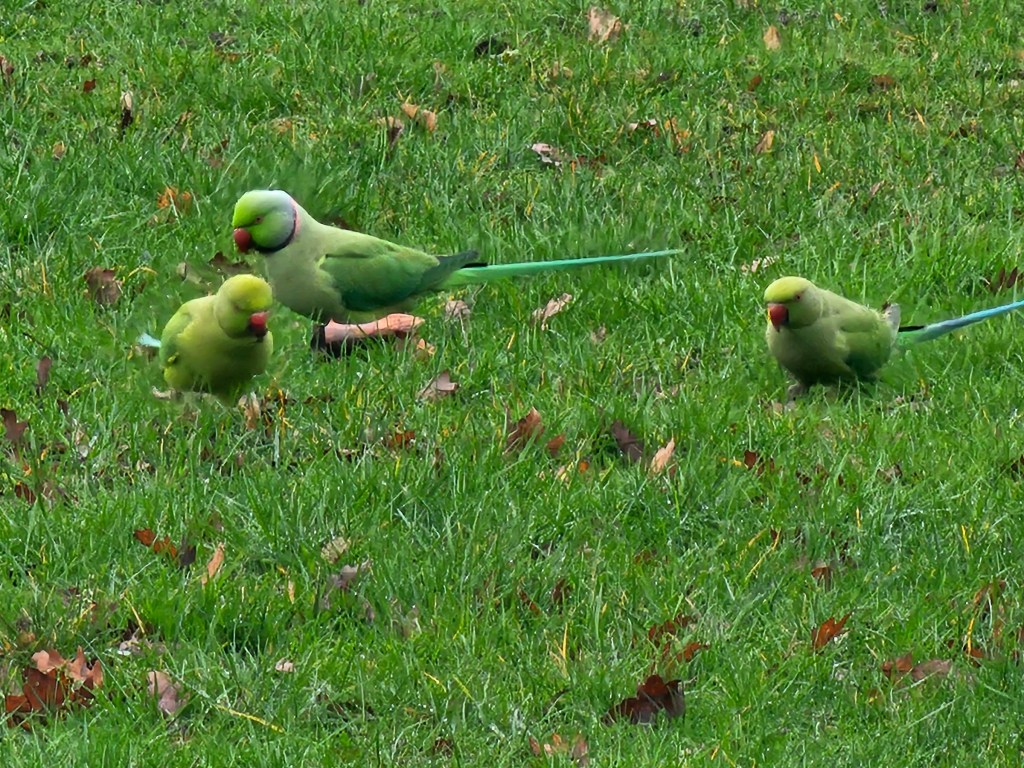Three green parakeets standing on a lawn, amongst green grass and some dried leaves.