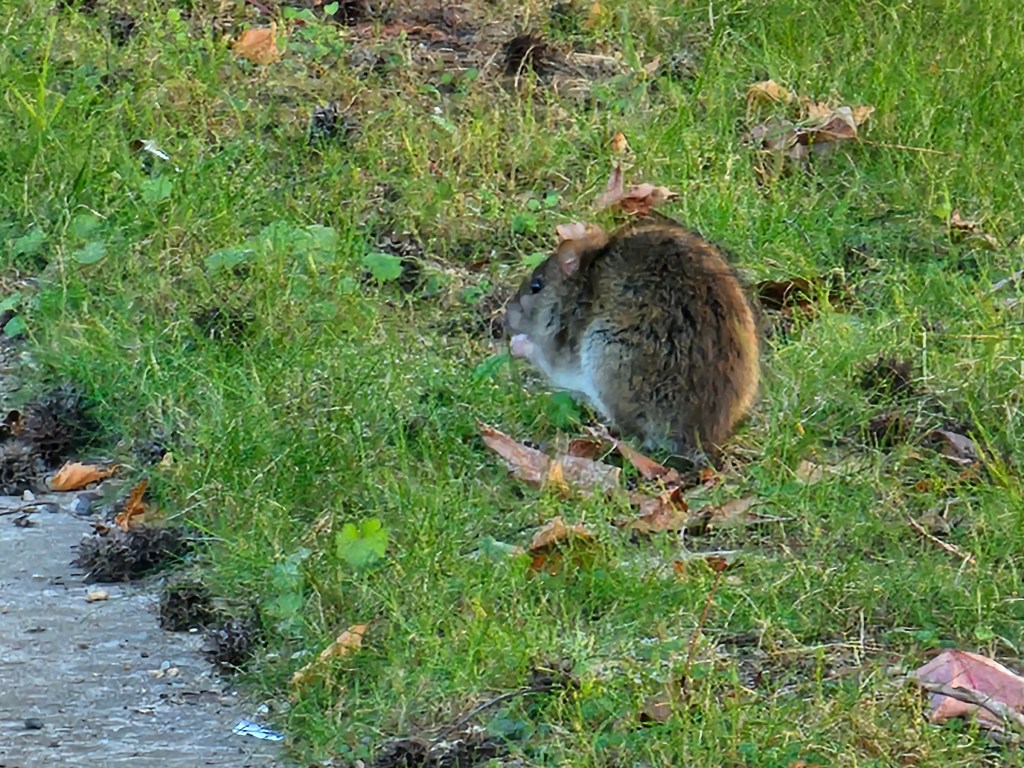 A rat sitting on a lawn, munching on something.