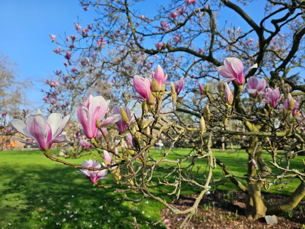 Bright pink flowers on a magnolia tree