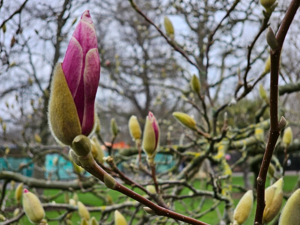 A magnolia flower bud, almost ready to blossom