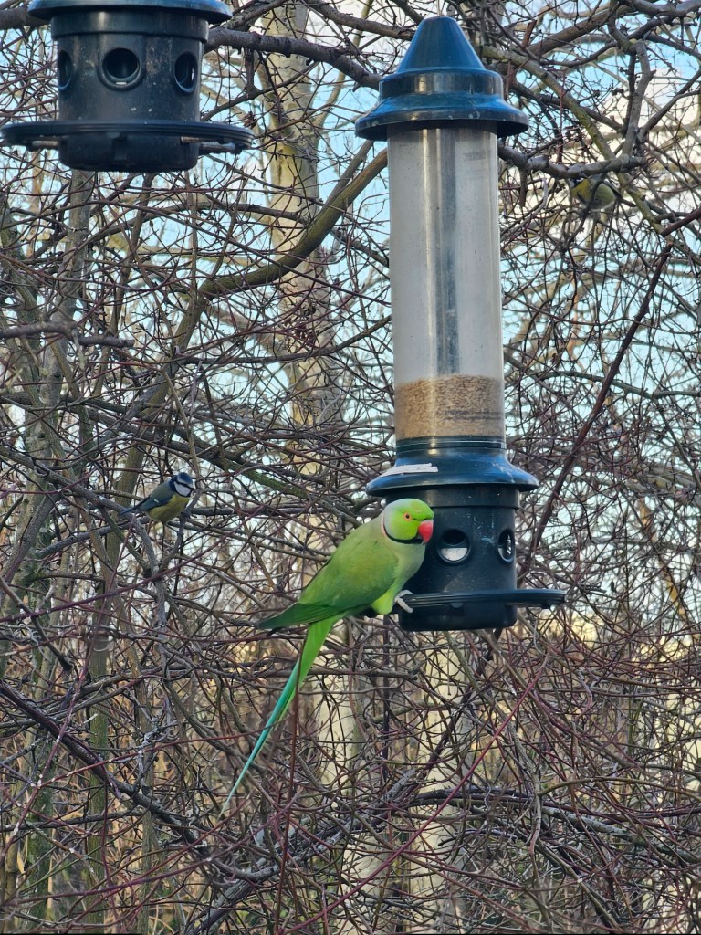 A green parakeet sitting on a bird feeder hanging from a tree