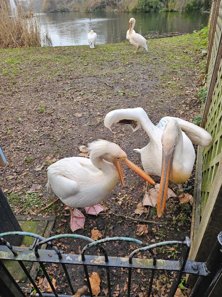 Two pelicans standing by a fence in St James's Park, London. Two more pelicans can be seen in the distance.