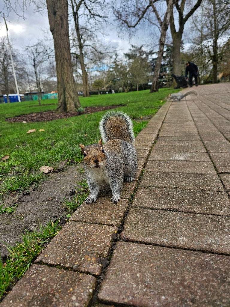 A grey squirrel standing on a pathway in a park, starting into the camera. Another squirrel can be seen far in the distance.