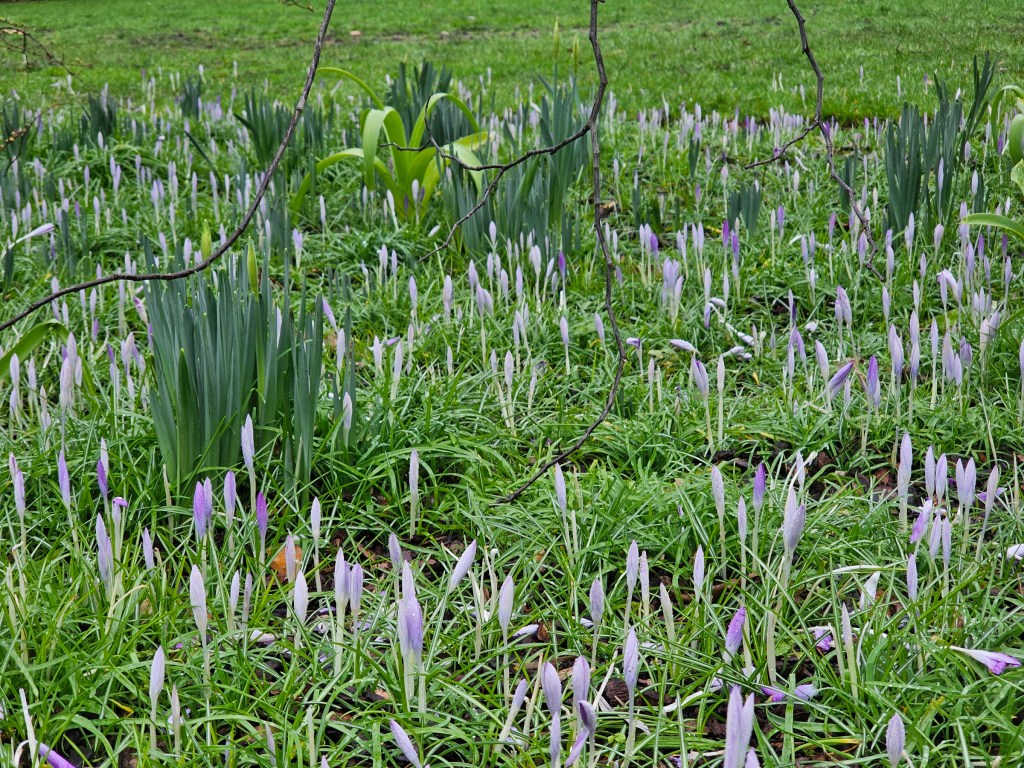 Lots of crocus buds in tall, green grass. None of the flowers are open.