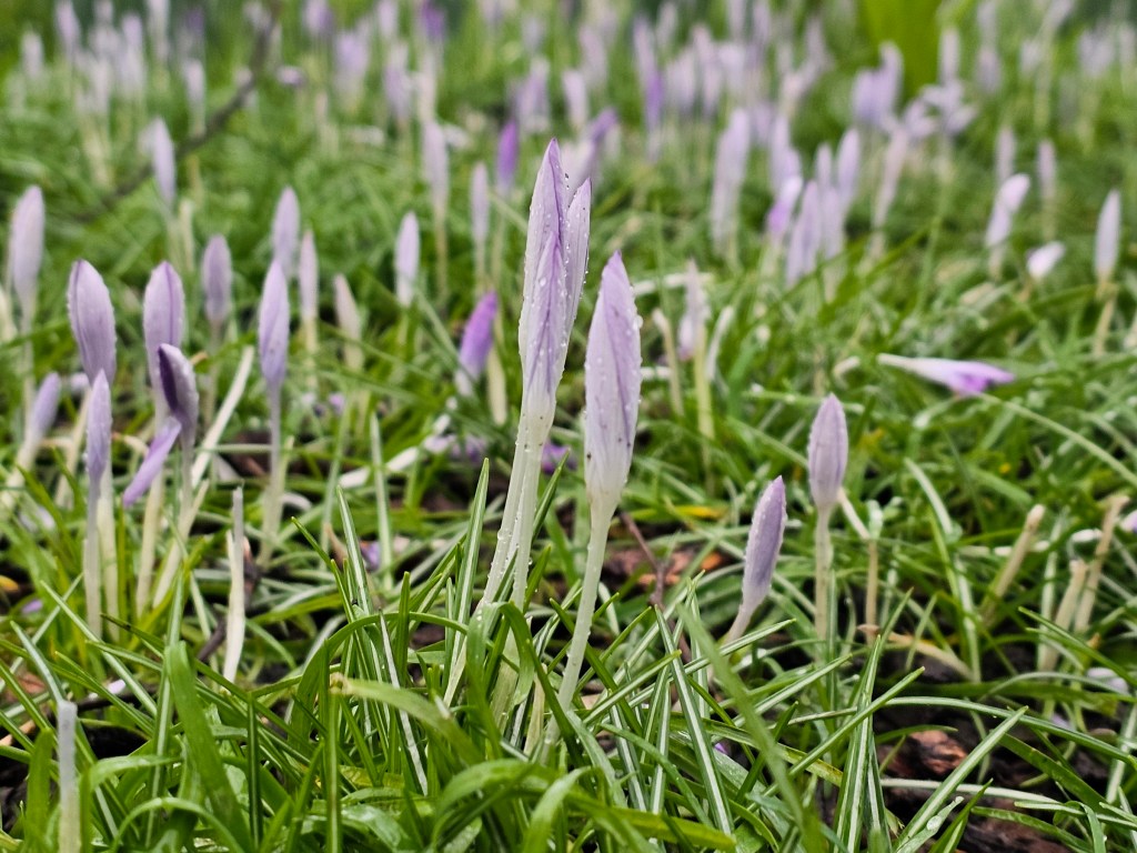 Lots of crocus buds in tall, green grass. None of the flowers are open.