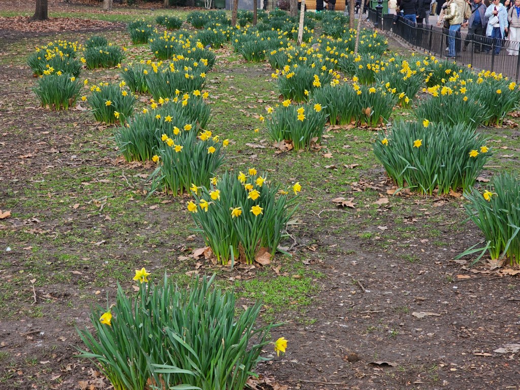Numerous bunches of daffodils in a park in London