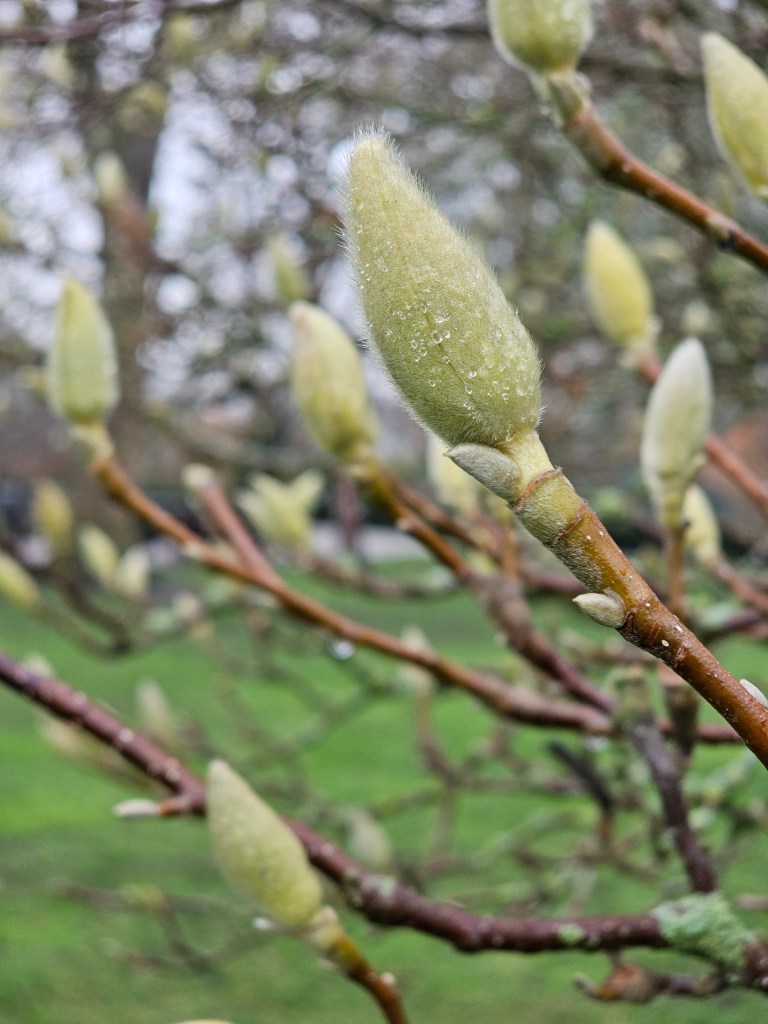 Flower buds on a magnolia tree