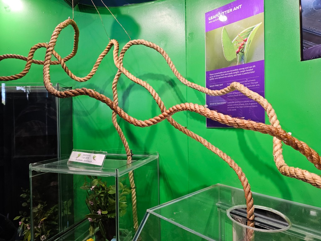 An open ant enclosure in London zoo