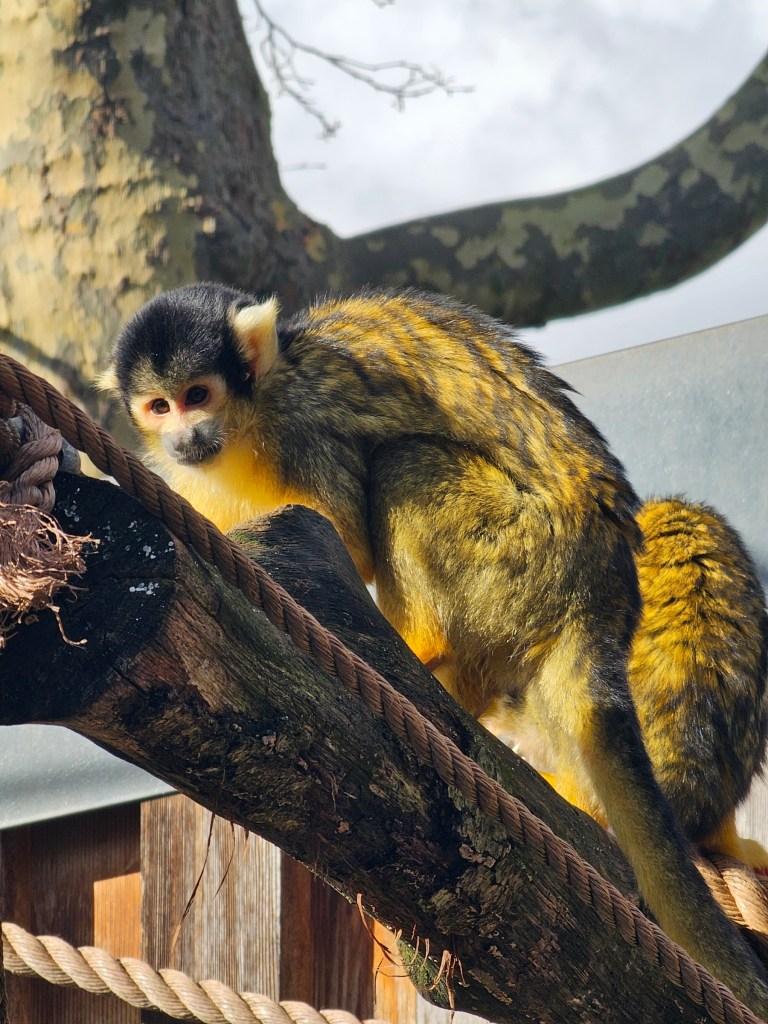 Small black and yellow monkey in London zoo