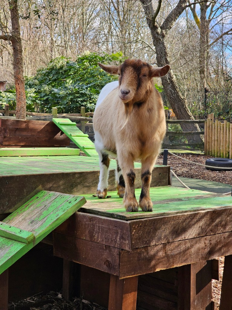 A small goat standing on top of a wooden structure in London zoo