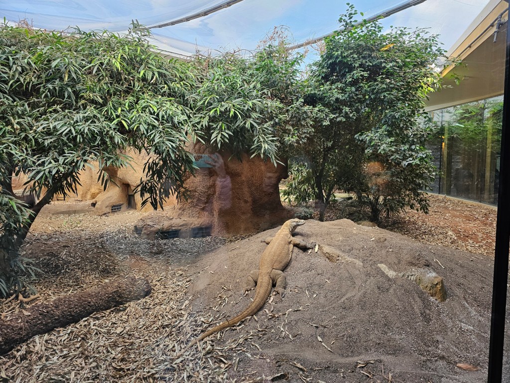 Komodo Dragon basking in its enclosure in London Zoo