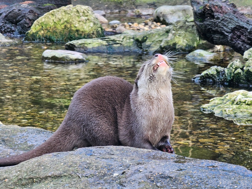 An otter munching on some mussels in London Zoo