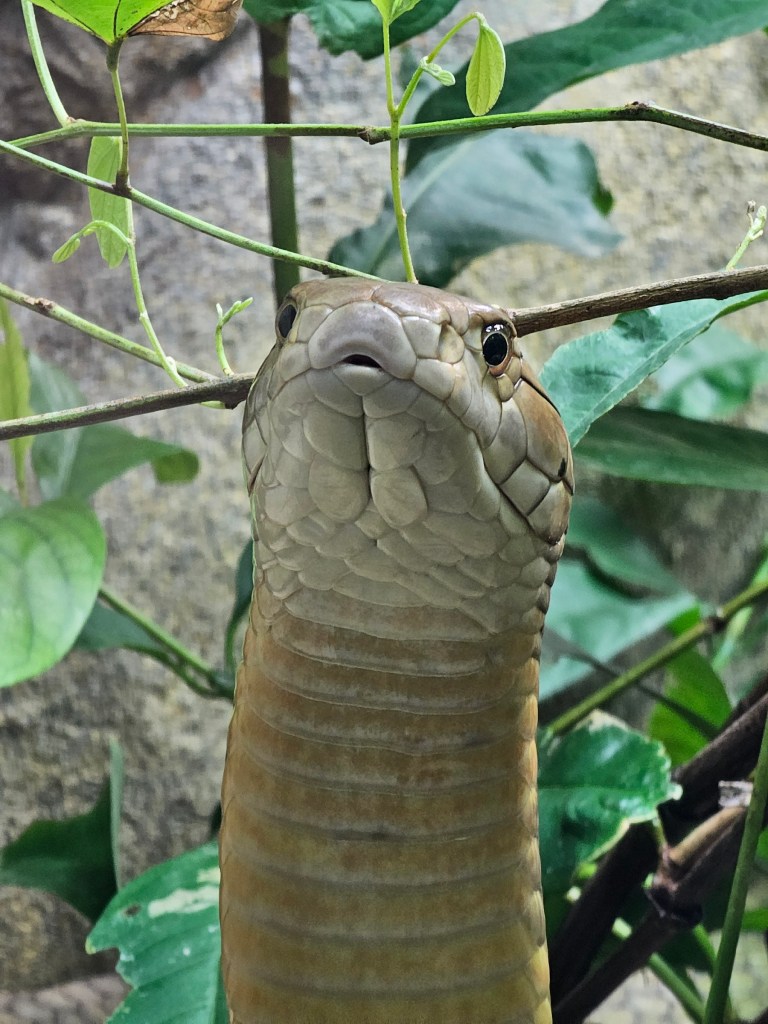Close up photo of a king cobra snake in London Zoo