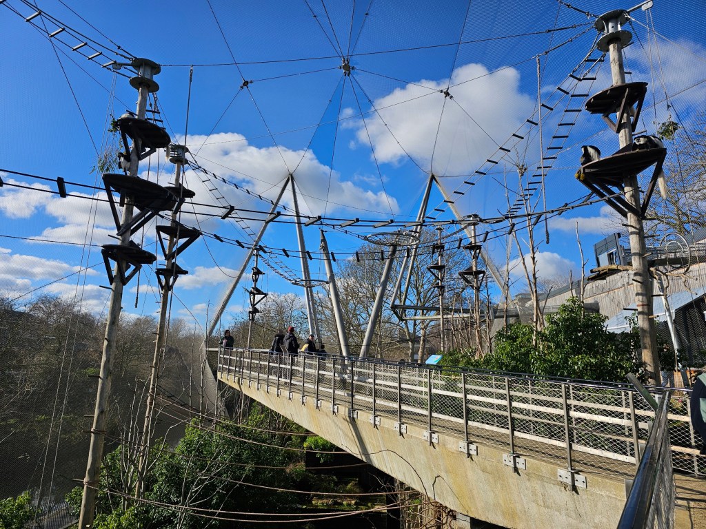 A walk-through enclosure with Colobus monkeys in London zoo