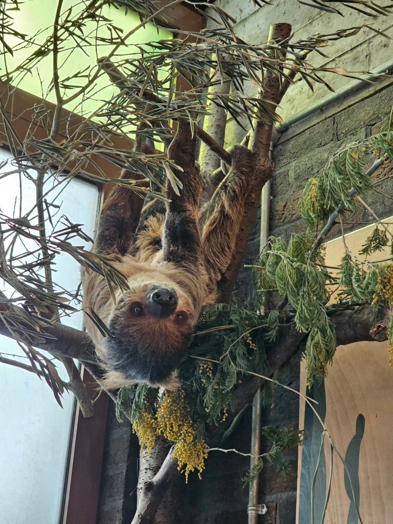 A sloth hanging upside down from a tree