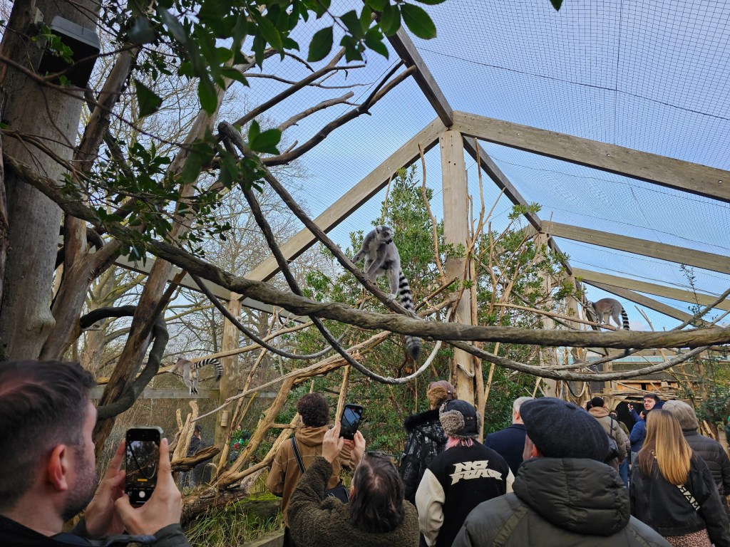 A walk-through enclosure with lemurs and lots of people taking photos of the monkeys