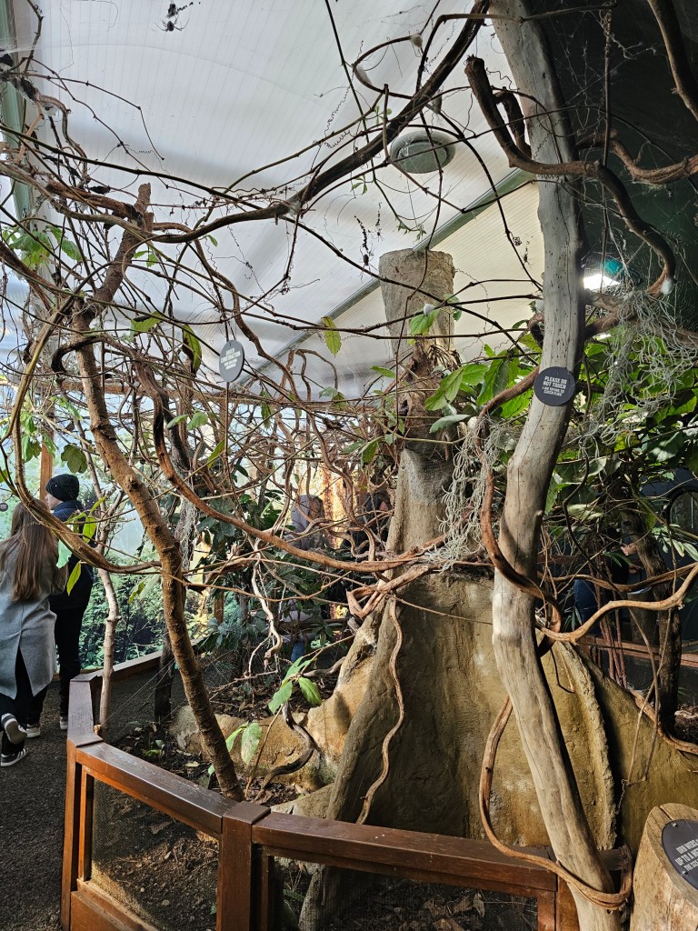 A walk-through enclosure with orb weaver spiders in London Zoo