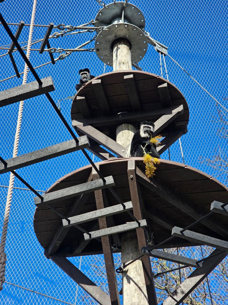 Colobus monkeys sitting on a tall platform, enjoying their breakfast